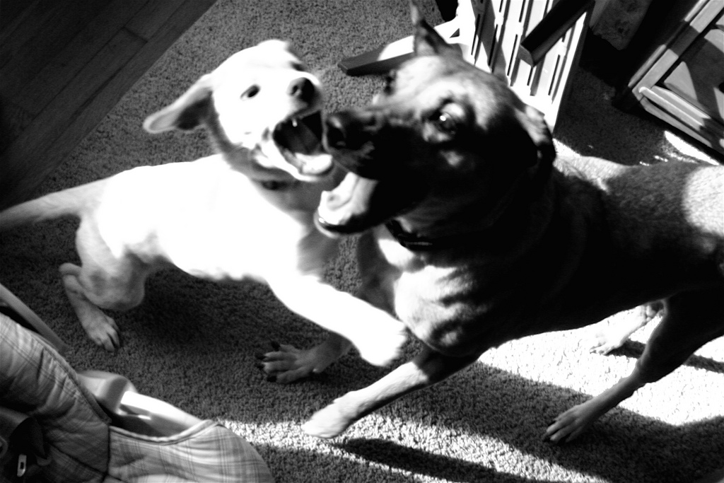 How to Win Arguments Online