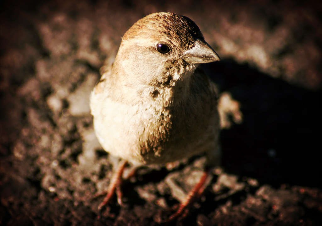 Twittering Isn't Just For Pansies