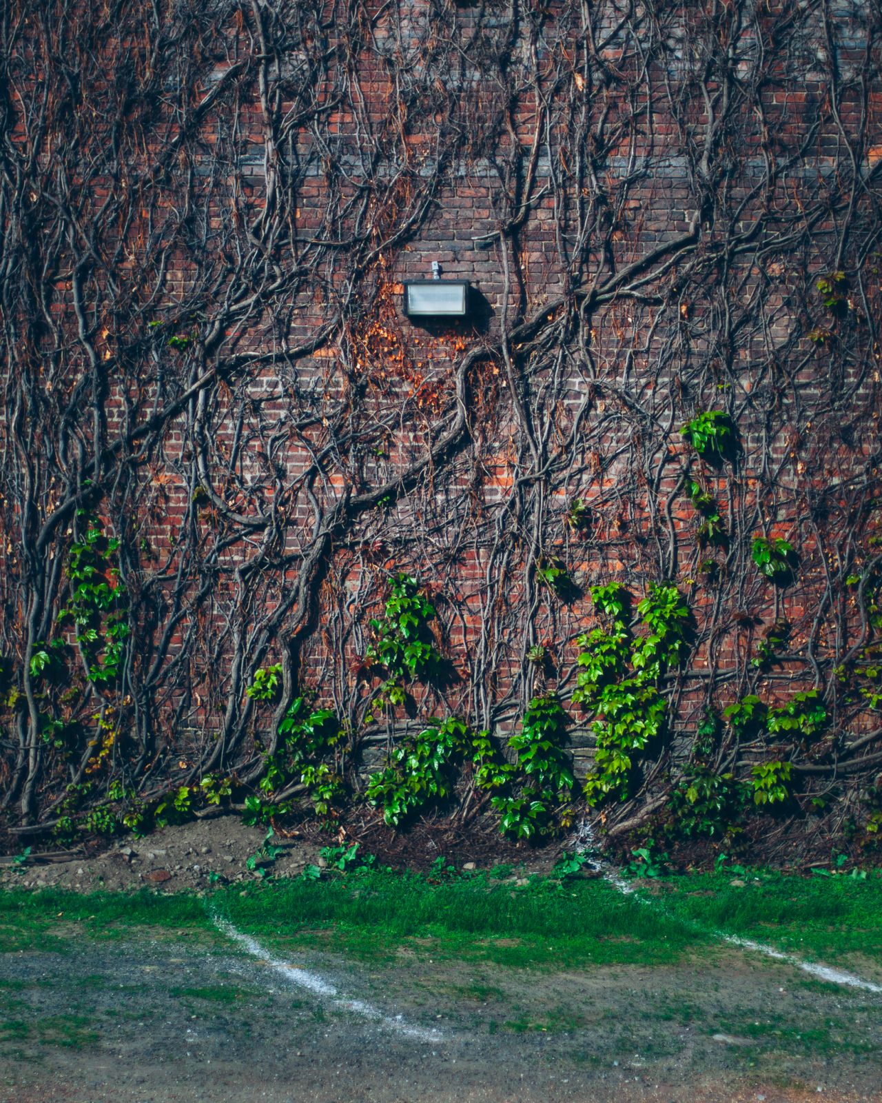 Brick wall with vines