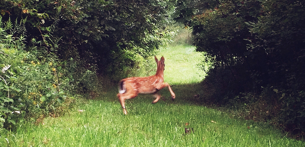 Startled Fawn