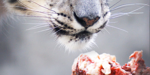 Snow Leopard Bites